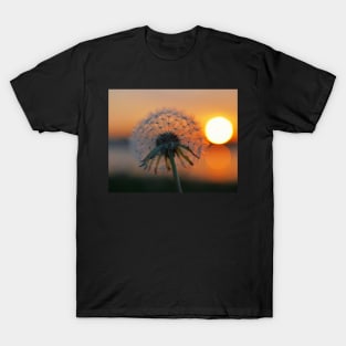 Dandelion Sunset Collins Cove T-Shirt